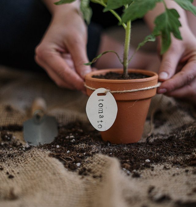 Inspiratietips om de tuin zomerklaar te maken